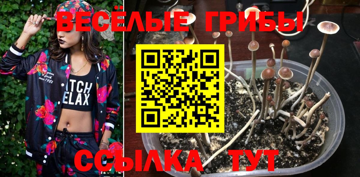 Знаменск  Галлюциногенные грибы Psilocybe  Псилоцибиновые грибы мицелий  Вход с VPN 